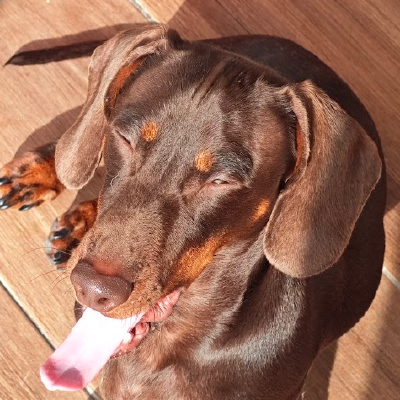 dog
